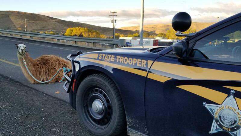 The trooper took a photo to prove she had caught the “elusive I-84 llama.”