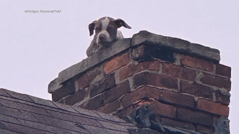 Neighbors called for help after spotting a pit bull puppy, roughly 3 or 4 months old, atop the...
